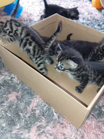 READY NOW bengal x mainecoon