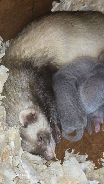 Ferret Kits Available Now