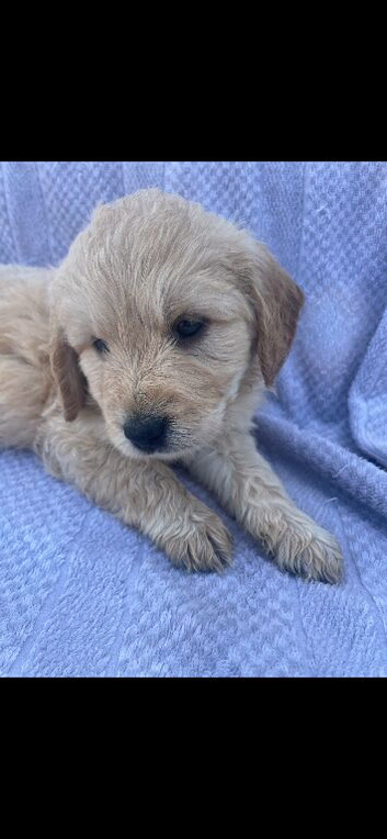 F1 mini golden doodles