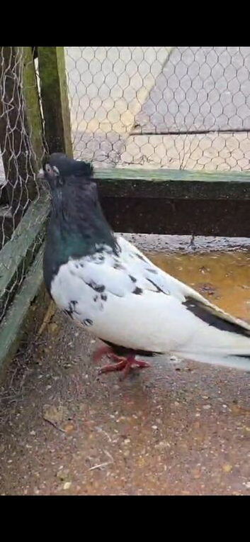 Iranian pigeon