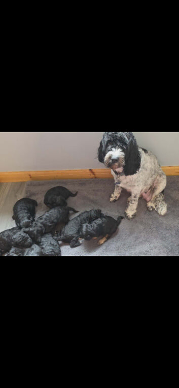 Stunning f1b cockapoo puppies :)