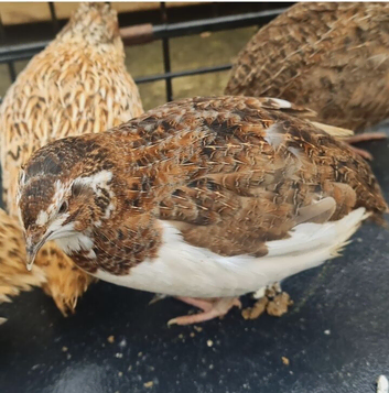 Jumbo Coturnix Quails and fertile eggs for hatching