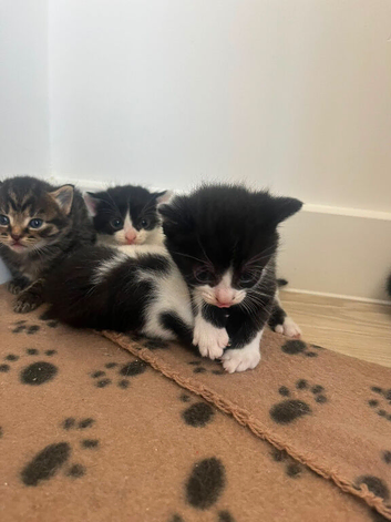 6 Adorable Mixed-Breed Kittens Looking for Loving Homes