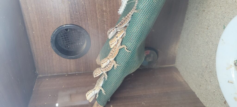 Baby bearded dragon
