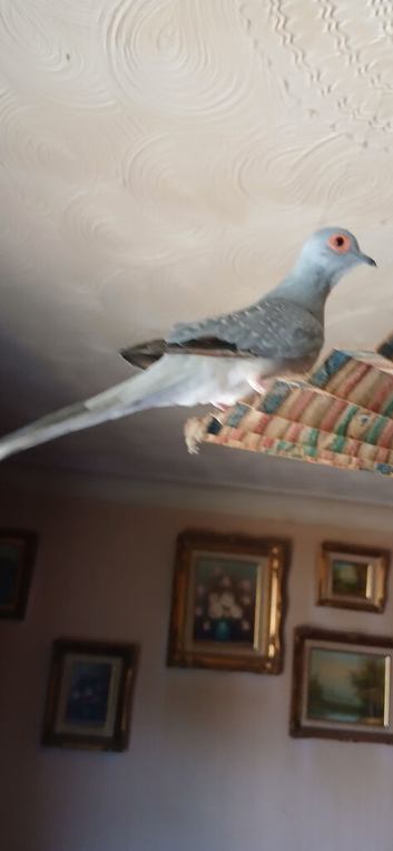 Silver male diamond dove for sale