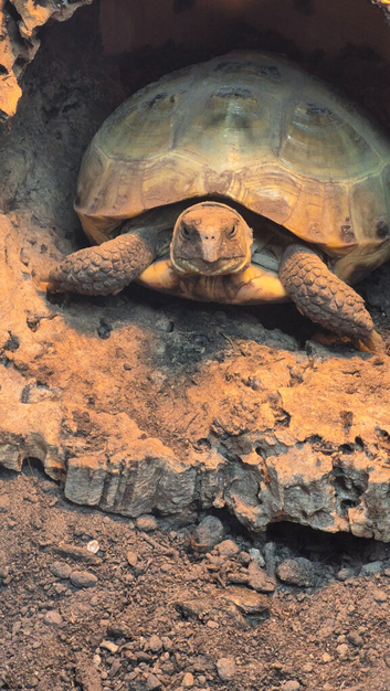 4 year old male horsefield tortoise