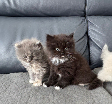 Persian/Maine Coone Himalayan Mixed Kittens 6 Weeks