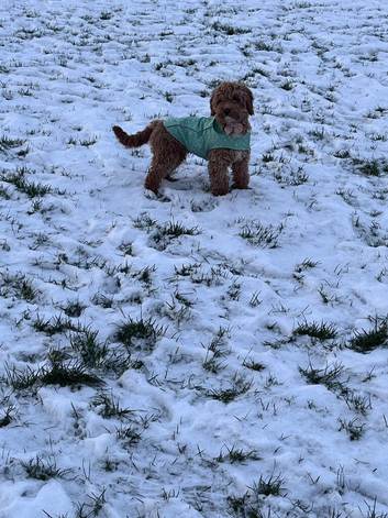 Cockapoo