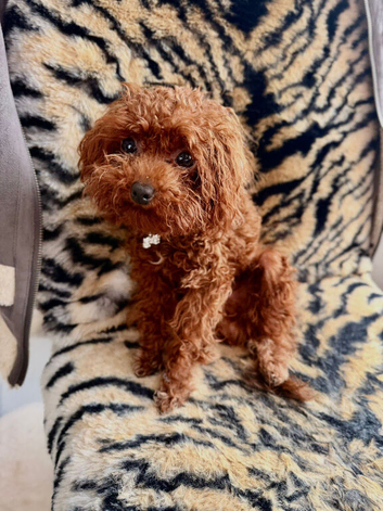 Asian toy poodle tiny boy