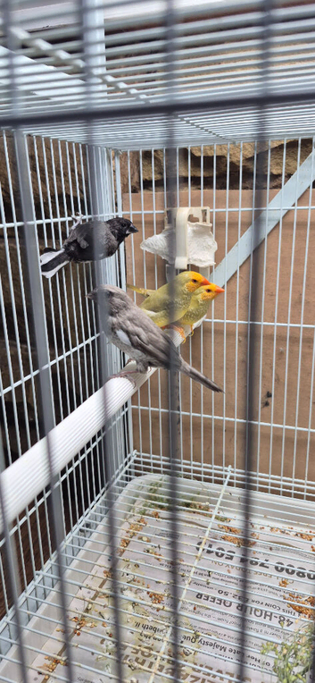Bengalese finches and Star finches for sale