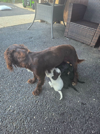 Cocker spaniel