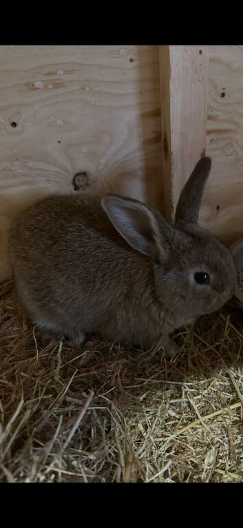 Giant continental rabbits
