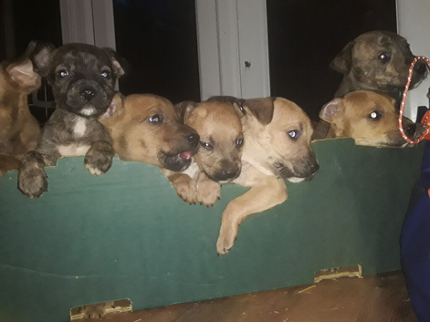 Bull wheatens