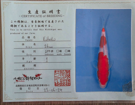 Japanese koi High quality Gosport