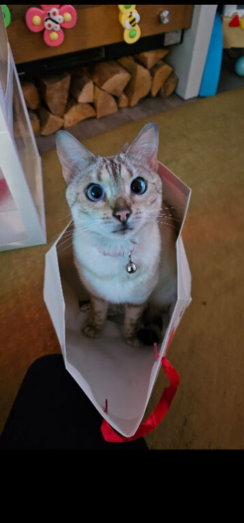 Stunning 5yr Snow Bengal Looking for Her Forever Home