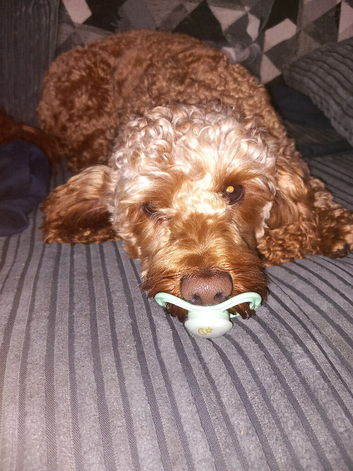 Beautiful male cockapoo.