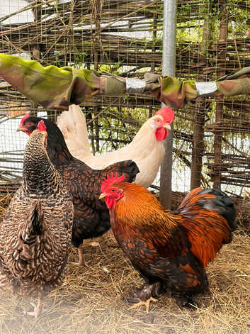 Point of lay hens