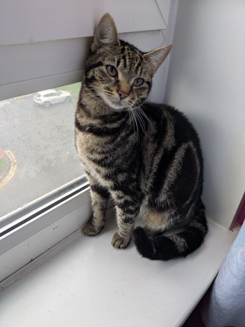 Bengal cross female and older female