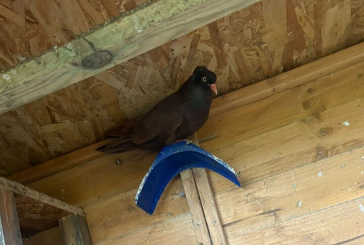 Pigeons for sale