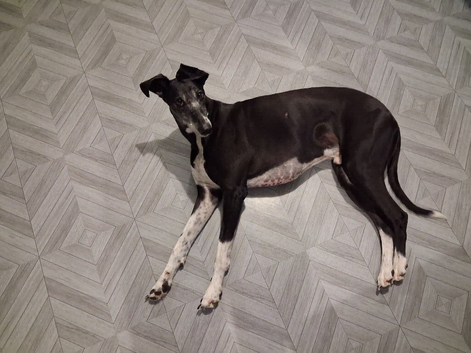 Lurcher fir rehoming