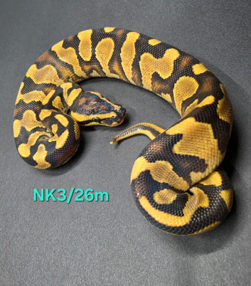 Enchi orange dream yellow belly het clown 50% het pied