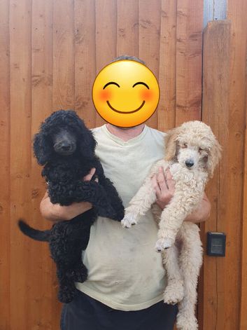 READY NOW! Standard poodle puppies kc registered