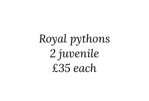 2 royal pythons
