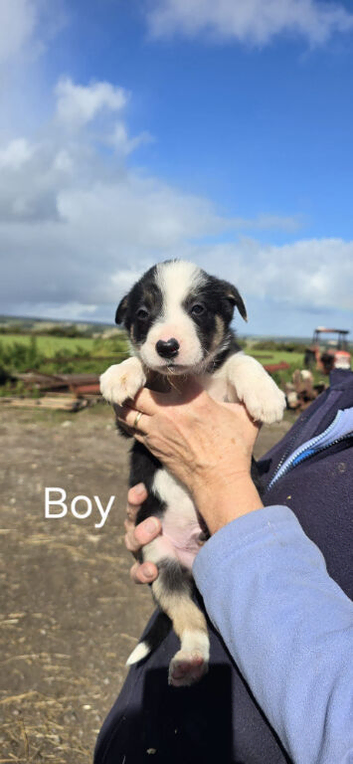 Sheepdog pups