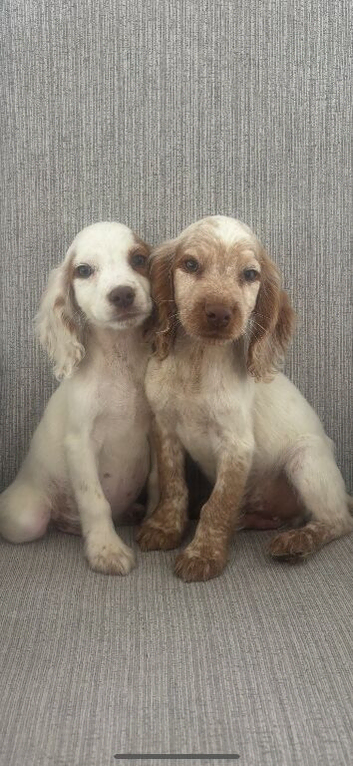 Cocker spaniel puppies