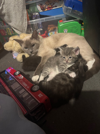 Ragcoon kittens