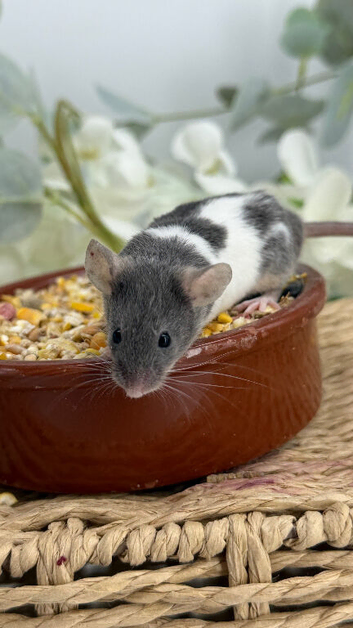 Super Friendly Fancy Mice