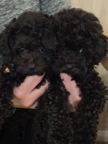 Asian toy poodle girls available