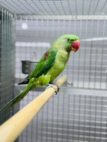 Alexandrine parrot