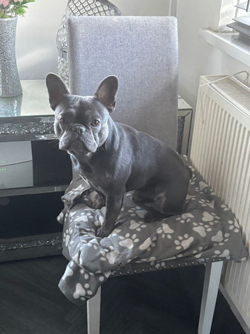 Blue male French bulldog 18 months