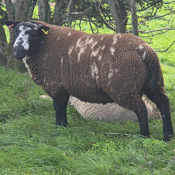 Dutch Spotted x Texel Ram Lambs x2