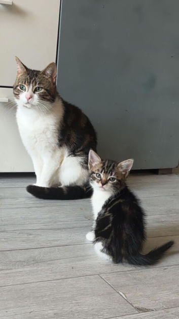 Beautiful kittens looking for loving home