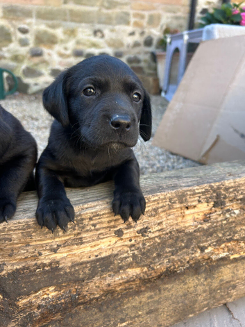 Black Labrador Pups