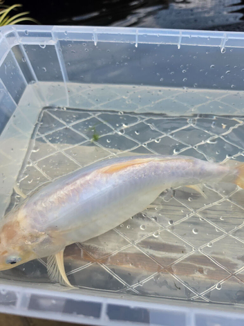 White koi