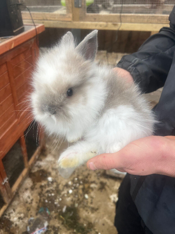Baby rabbits for sale