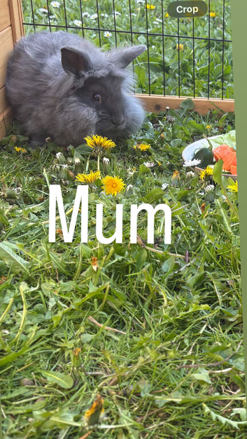 Lion head baby rabbits