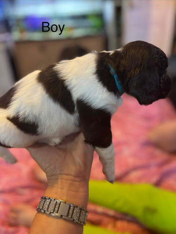 Beautiful spocker puppies