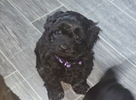 Shihpoo