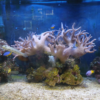 Large soft coral