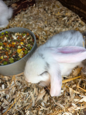 rabbits