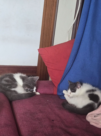 Ragdoll mix 3.5 months old kittens