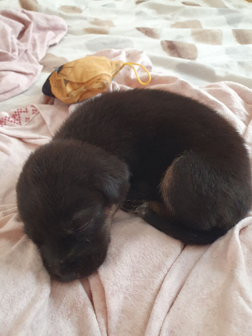 Puppies