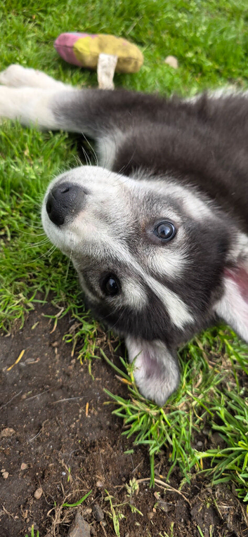Shepsky puppies