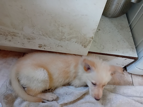 2 pups left to go
