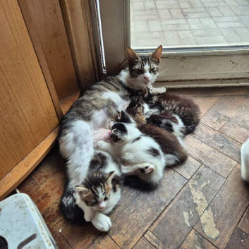 Maincoon mix kettens for sale
