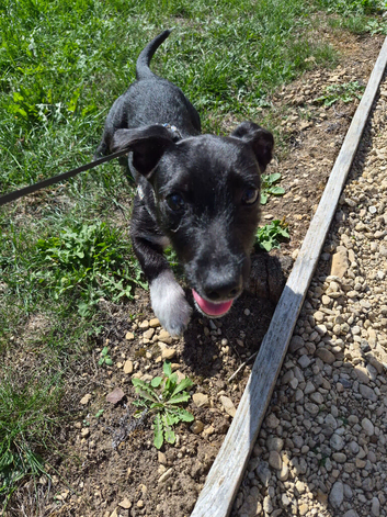 Urgent Loving Home Needed For Beautiful Boy
